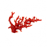 珊瑚買取　血赤珊瑚も当店へお任せください　東京　神奈川　千葉　埼玉　墨田区　品川区　練馬区　杉並区　足立区